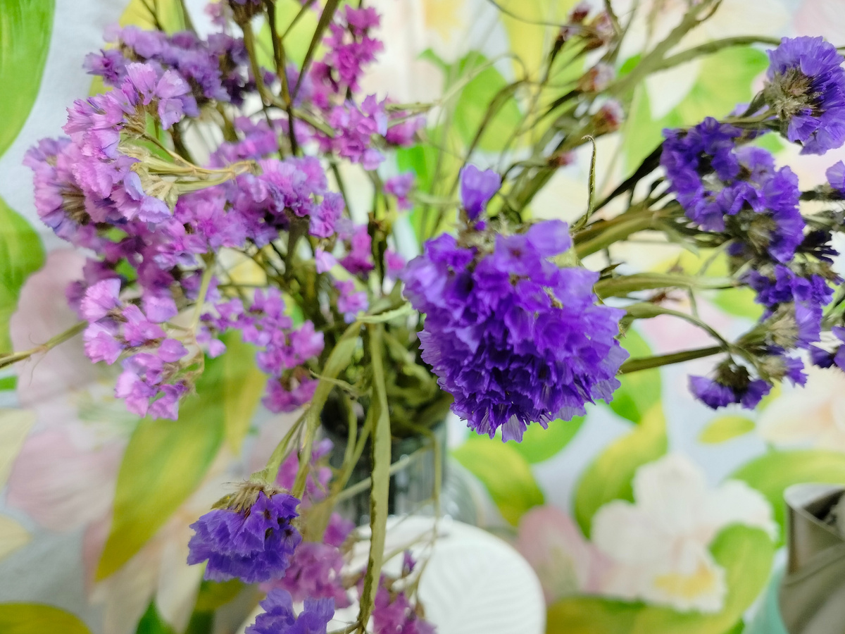 Сухоцветы статица