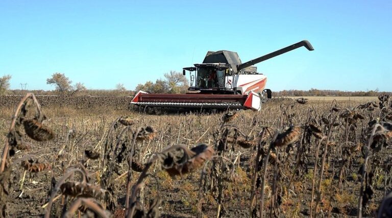    В Оренбургской области заканчивается уборка подсолнечника Оренбуржье