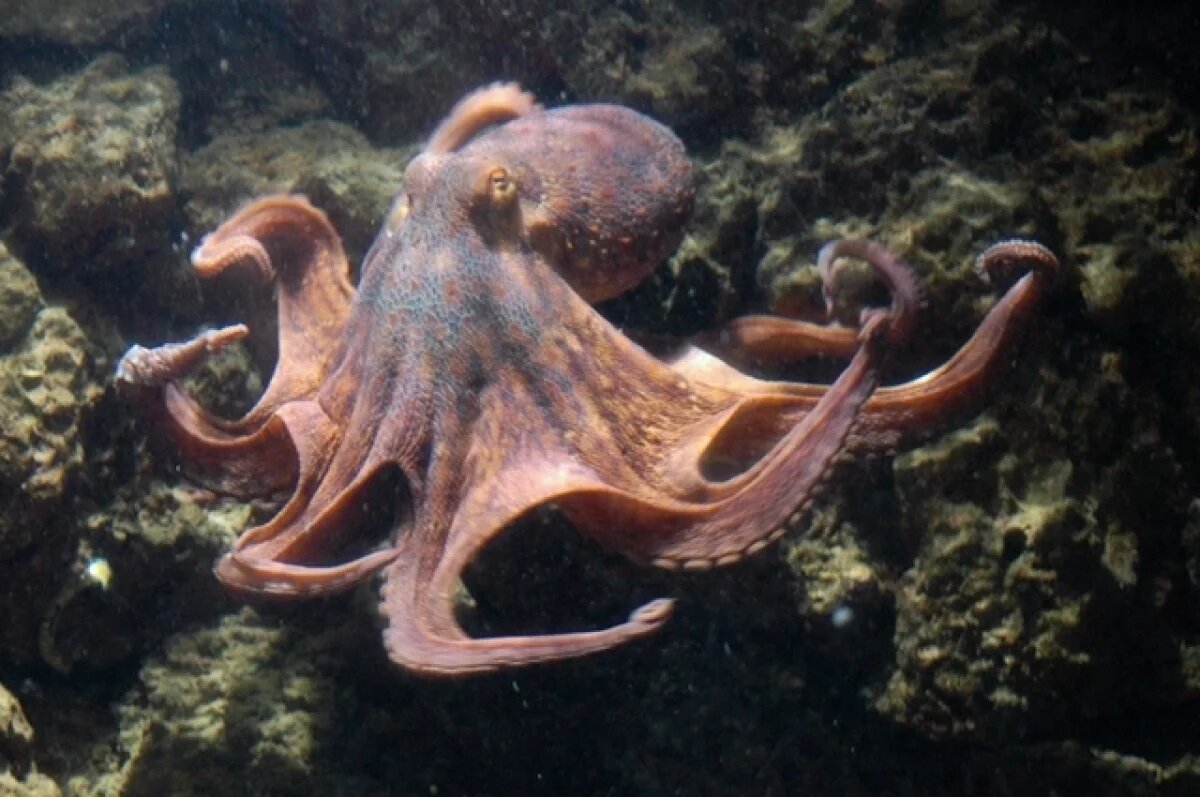    Умные и маскируются.