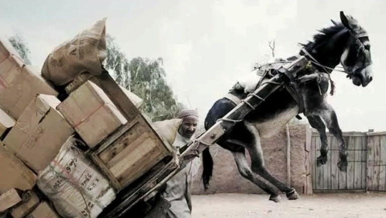 Изображение из открытых источников (сайт: Яндекс.Картинки).