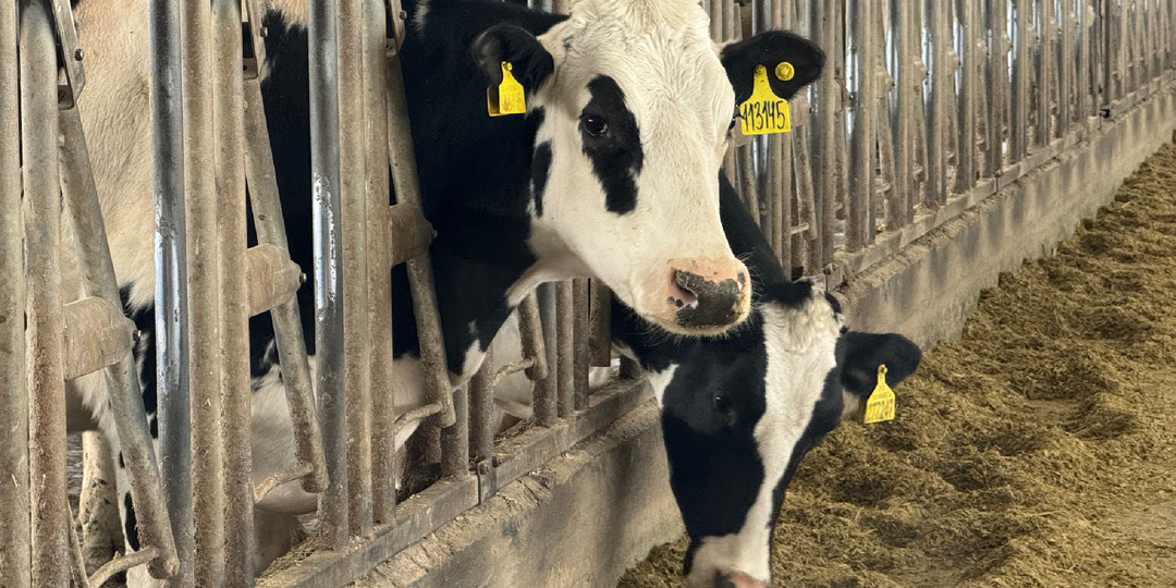 Коровы на карусели в Новосибирске