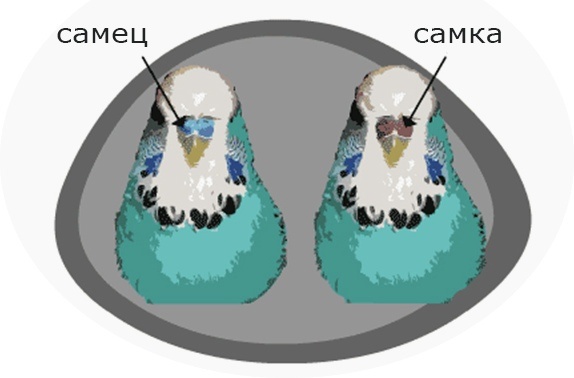КАК ОТЛИЧИТЬ САМЦА ВОЛНИСТОГО ПОПУГАЯ ОТ САМКИ?