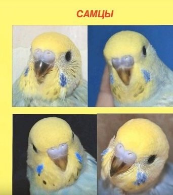 Фото из просторов интернета.