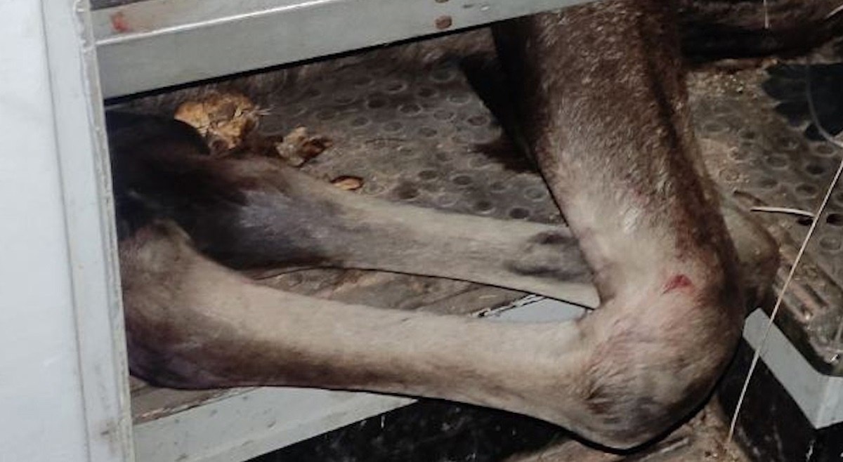 Фото: пресс-служба ГУ МВД России по Челябинской области