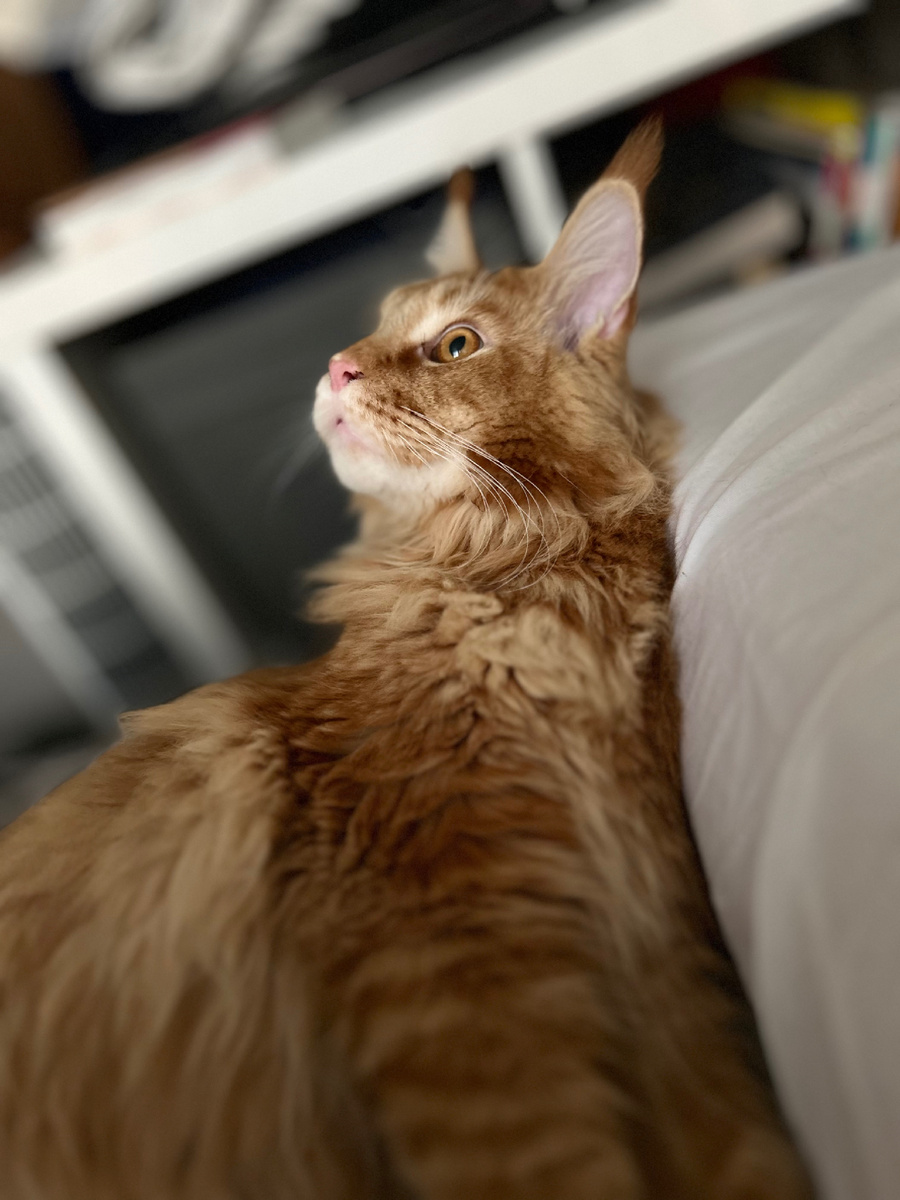 Хотела показаться и застеснялась. То ли дело котик, он всегда прекрасен и раскрепощен