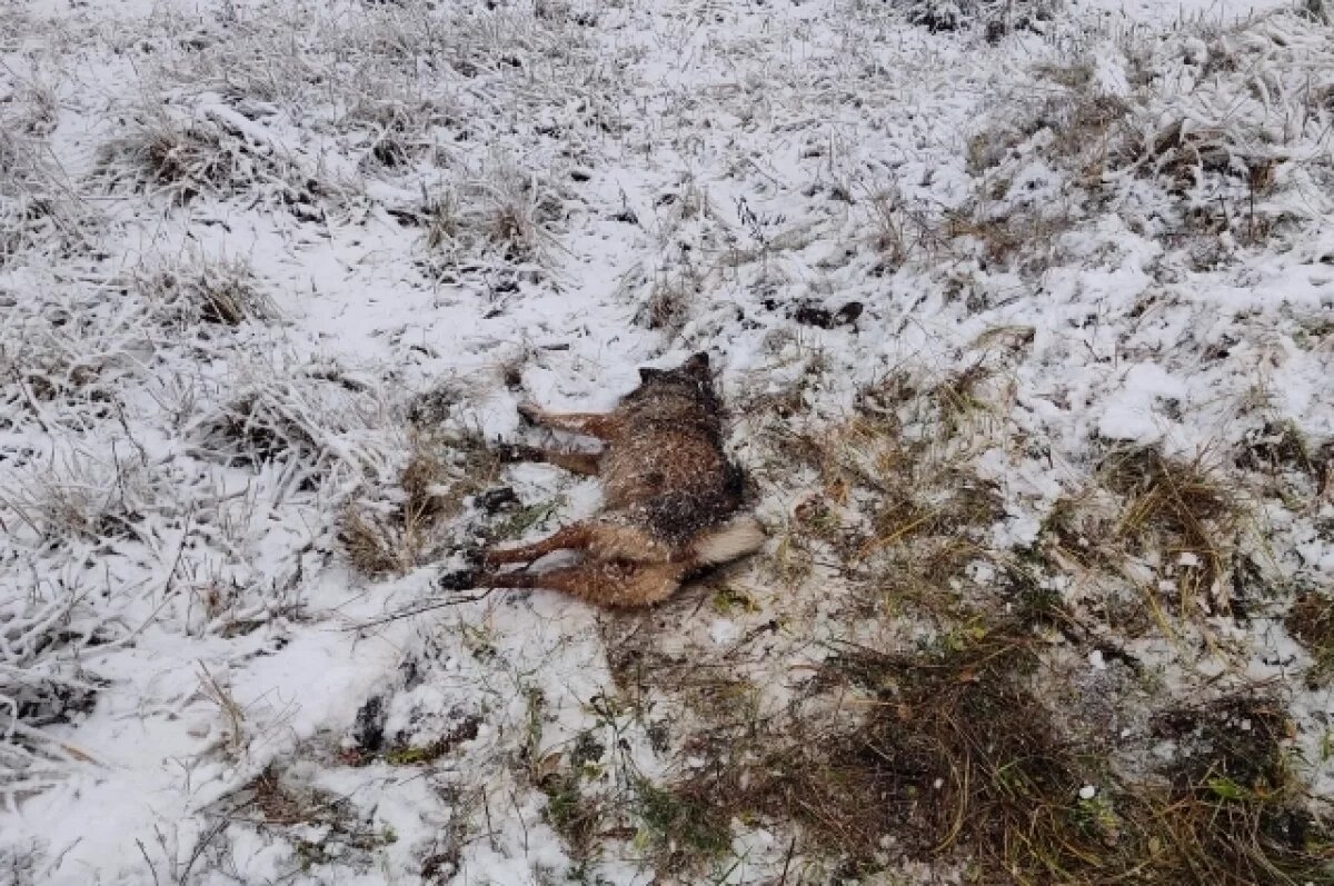    В Твери спасли полуживого, замёрзшего пса, лежавшего под снегом