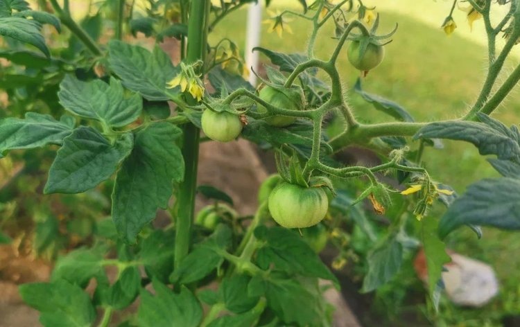    На борьбу с бактериальным увяданием пасленовых выходит консорциум микробных сидерофоров