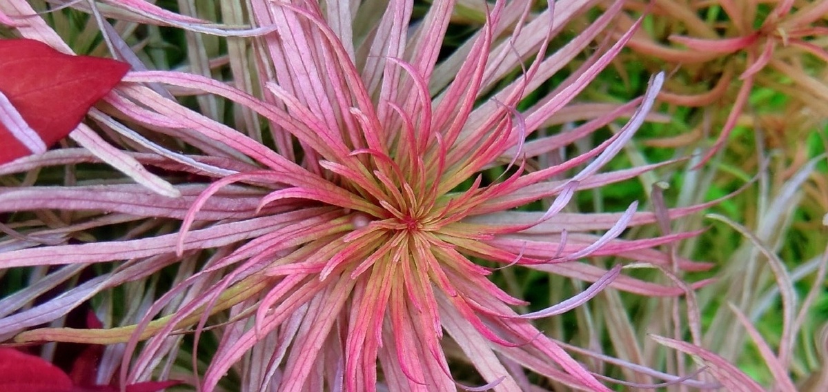 Людвигия Пантанал. Фото: Алексей Яковлев, г. Мурманск