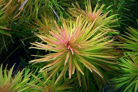 Людвигия Инкликата