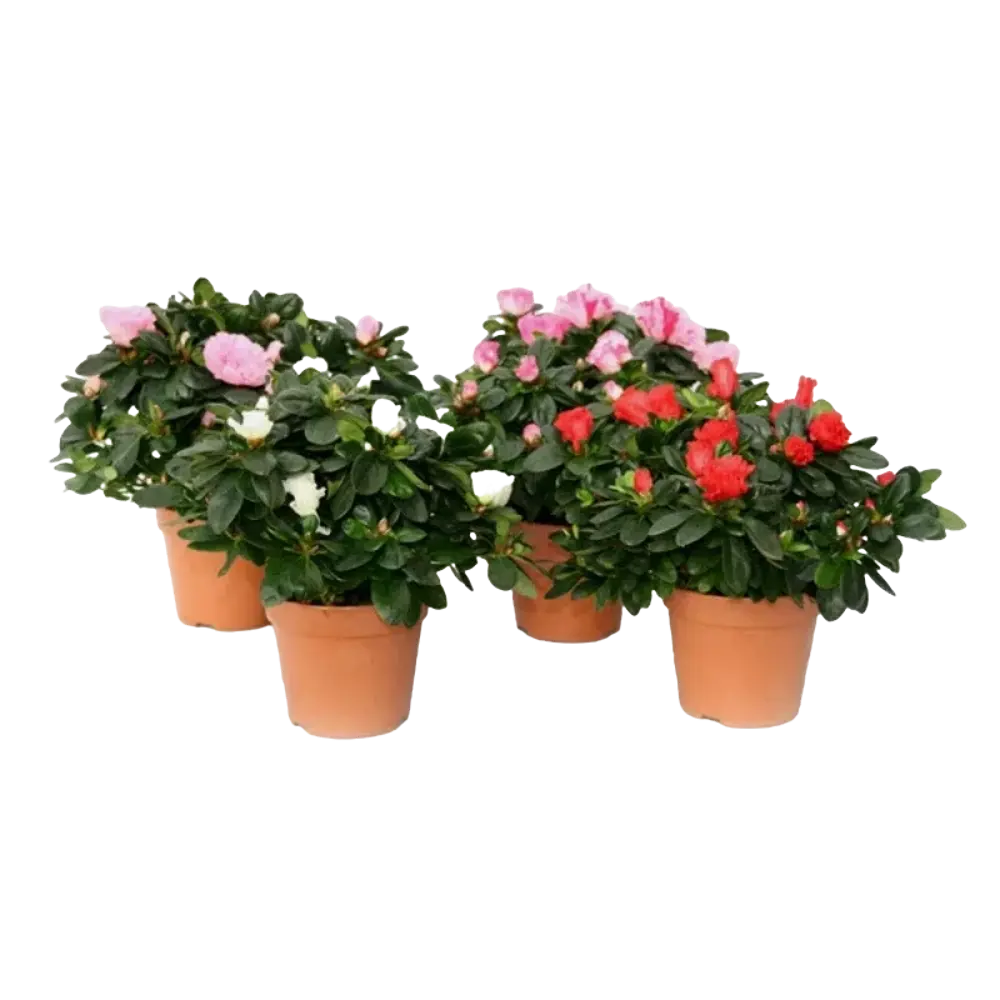 Азалии в Лемана ПРО