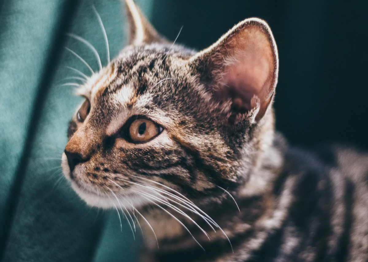 Дело в том, что кошки обладают невероятно чувствительным слухом, который улавливает не только звуки, но и отсутствие привычного фона. Например, если в вашем доме внезапно отключат электричество, кошка может забеспокоиться, даже если вы сами не заметите изменений. Это связано с тем, что кошки привыкли к легкому фоновому шуму от бытовых приборов – холодильника, ламп или компьютера – на ультразвуковых частотах. Когда эти звуки исчезают, для кошки это сигнал, что что-то в её мире пошло не так.