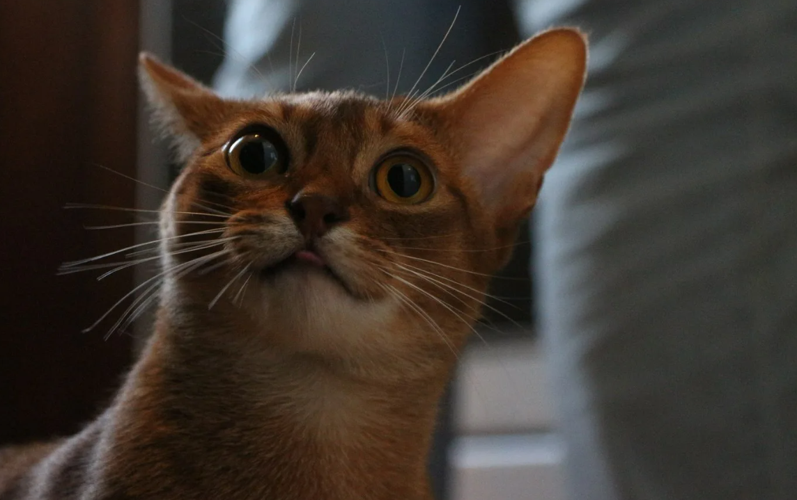 Как у людей уникальны отпечатки пальцев, так у кошек нет двух одинаковых рисунков на коже носа. Мелкие бугорки и бороздки на их носике формируют уникальный узор, который можно использовать для идентификации животного, как это делают с отпечатками пальцев у людей. Так что, если бы кошки заключали контракты, вместо подписи они могли бы "расписываться" своим носом!