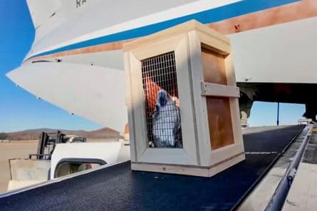 Коробка с белым какаду выгружается из российского грузового самолета в международном аэропорту Пхеньяна.