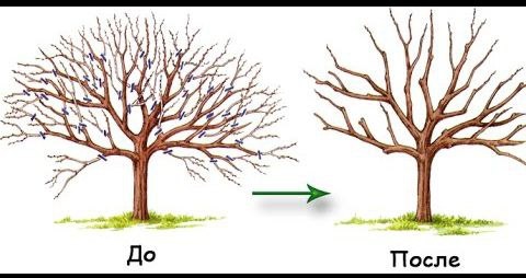 Фото: Telegram, «Дачные хитрости»