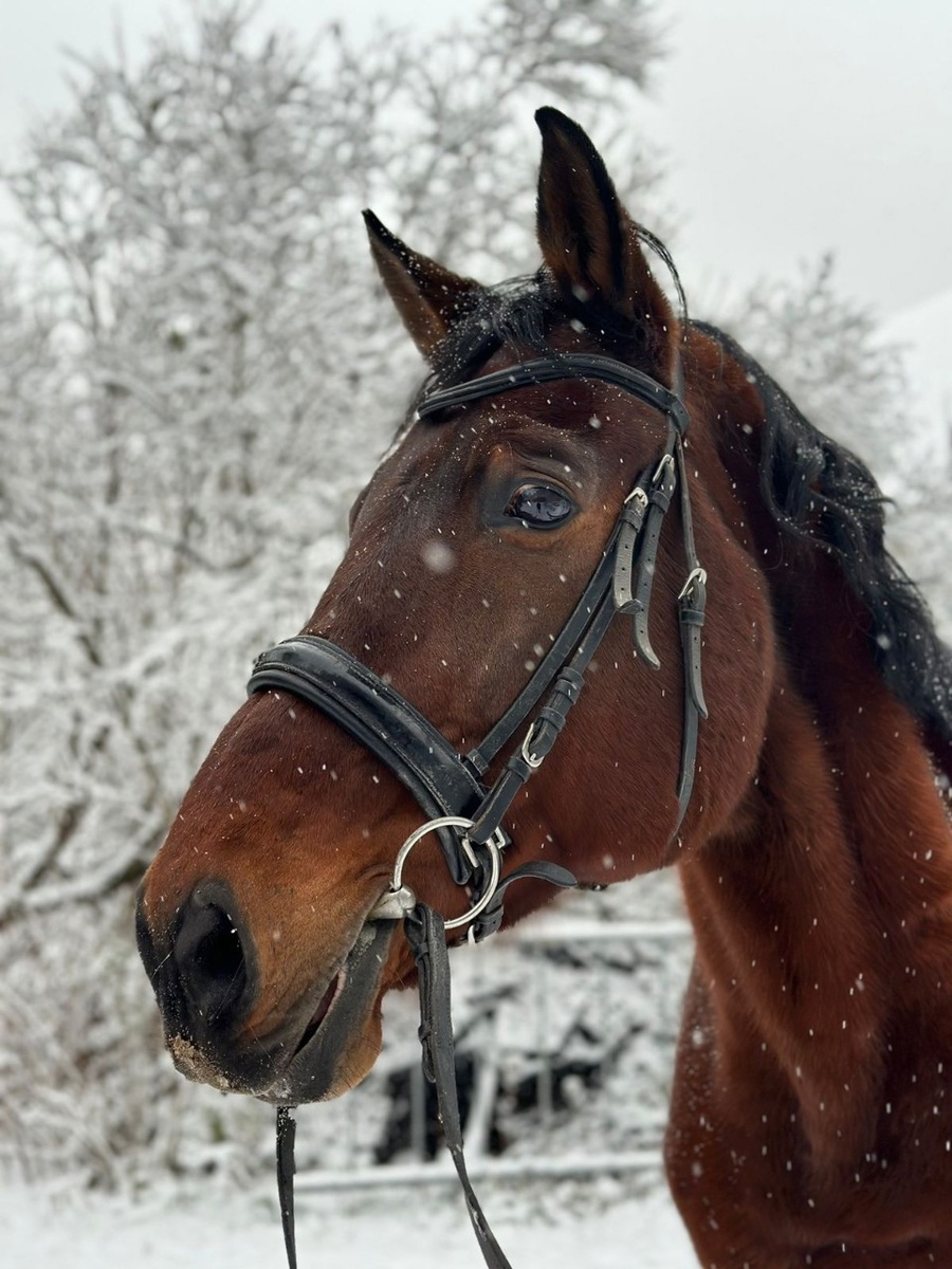 Митя, 20-летний мерин латвийской породы. Фото из личного архива моей дочери. Опубликовано с разрешения автора