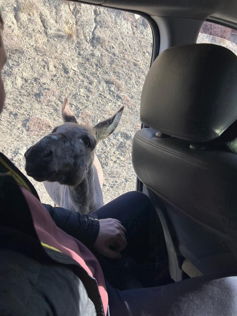 Встретили и покормили такого друга.