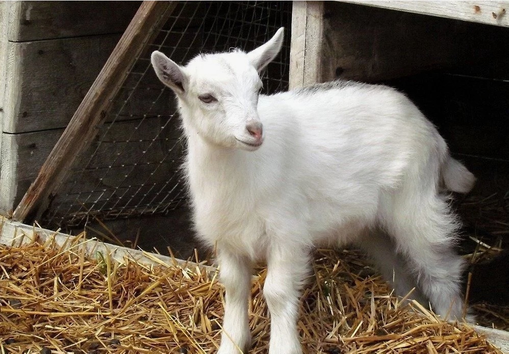 Источник: zozy.ru