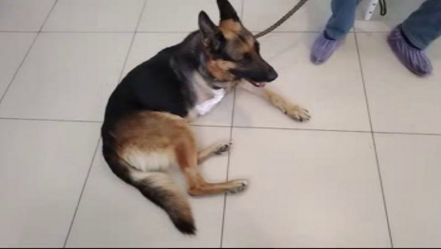 Фото: центр ветеринарной помощи