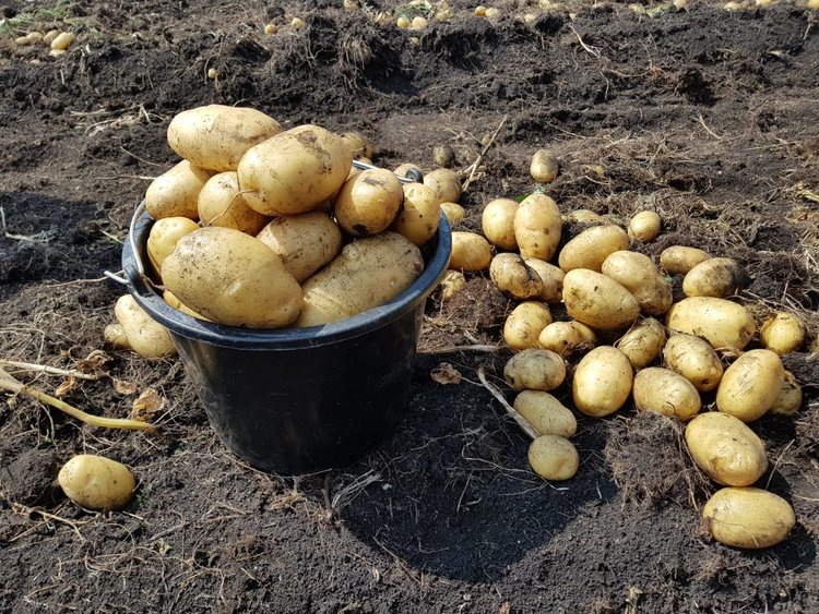    Картофелеводство в Кабардино-Балкарии выходит на новый уровень