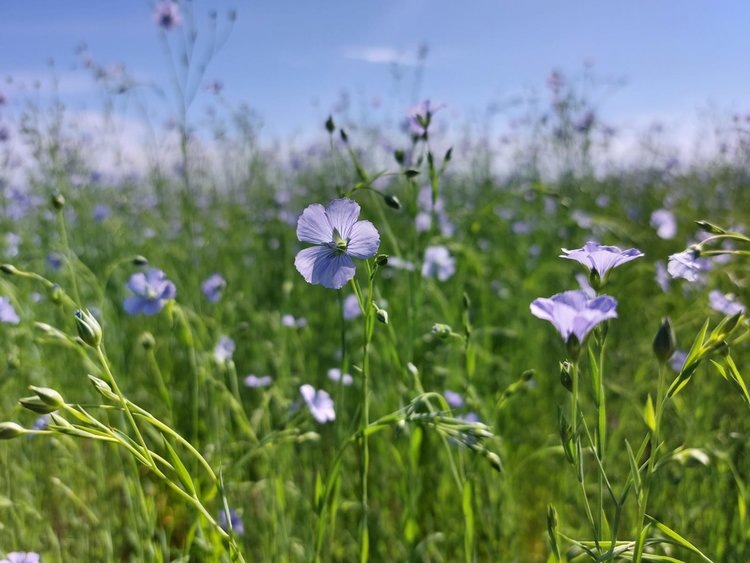    Впервые в Иркутской области получили урожай семян льна долгунца