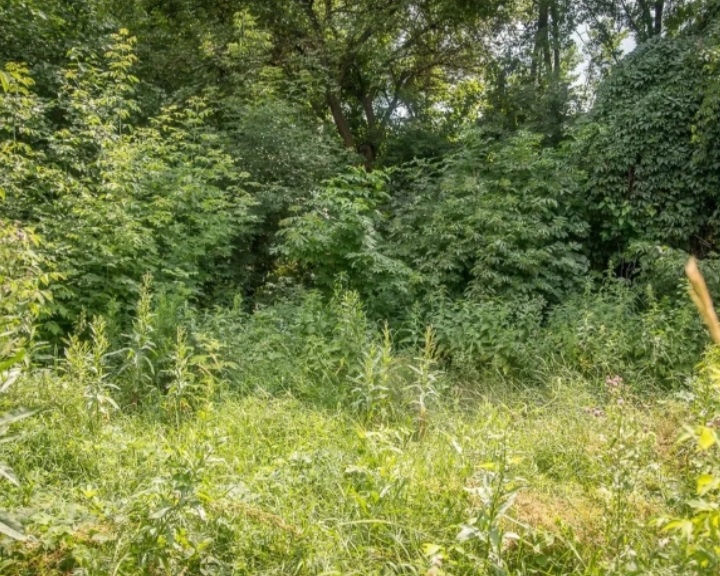 Всё заросло, но можно прогуляться