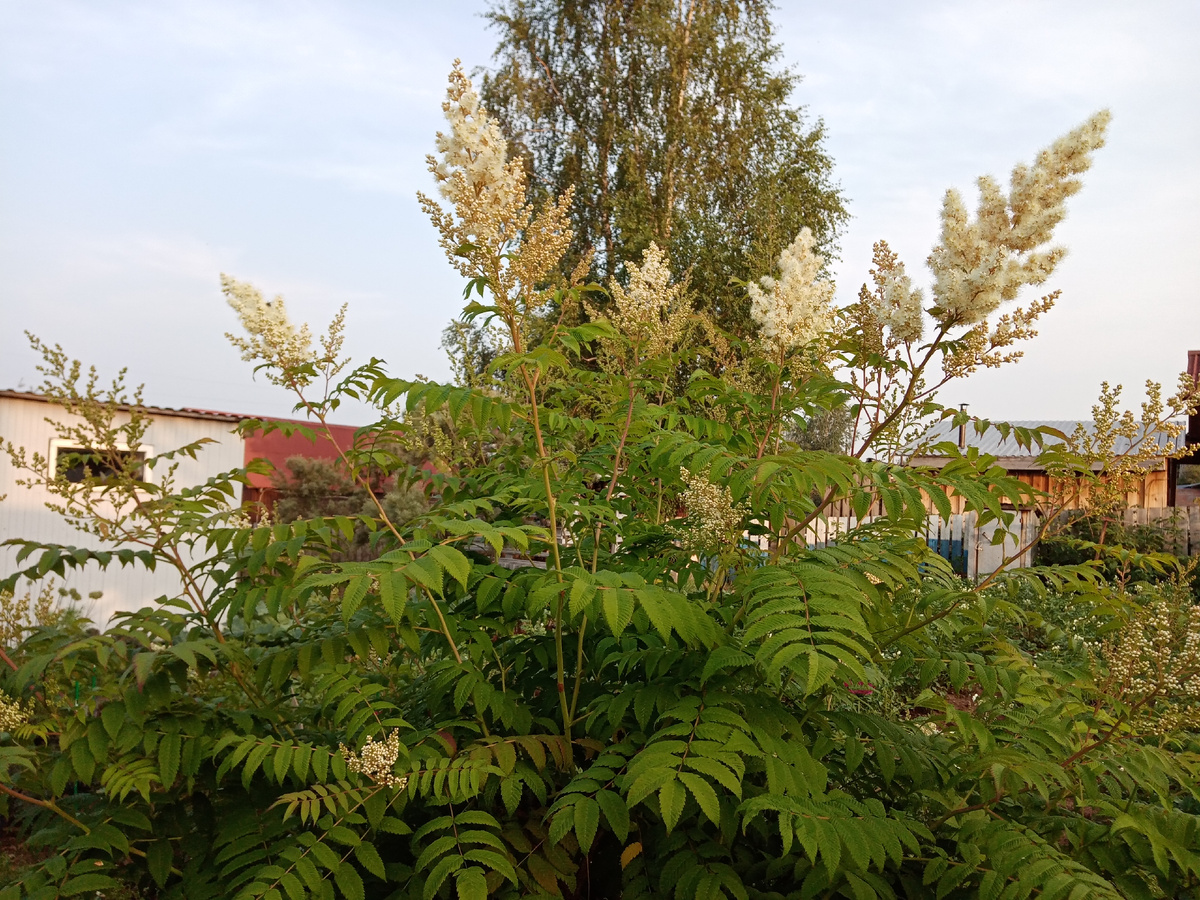 рябинник рябинолистный фото автора.