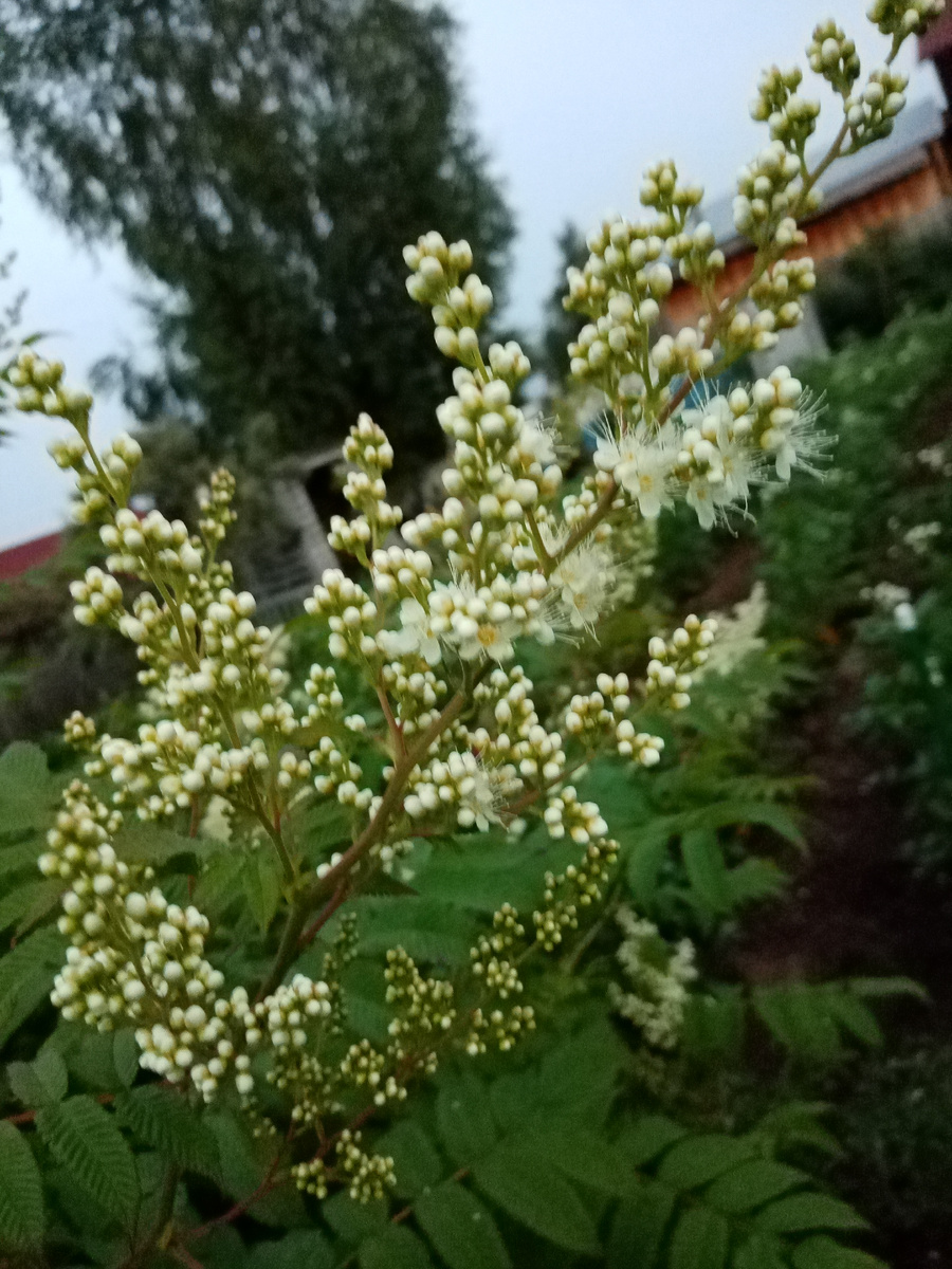 рябинник в начале цветения фото автора
