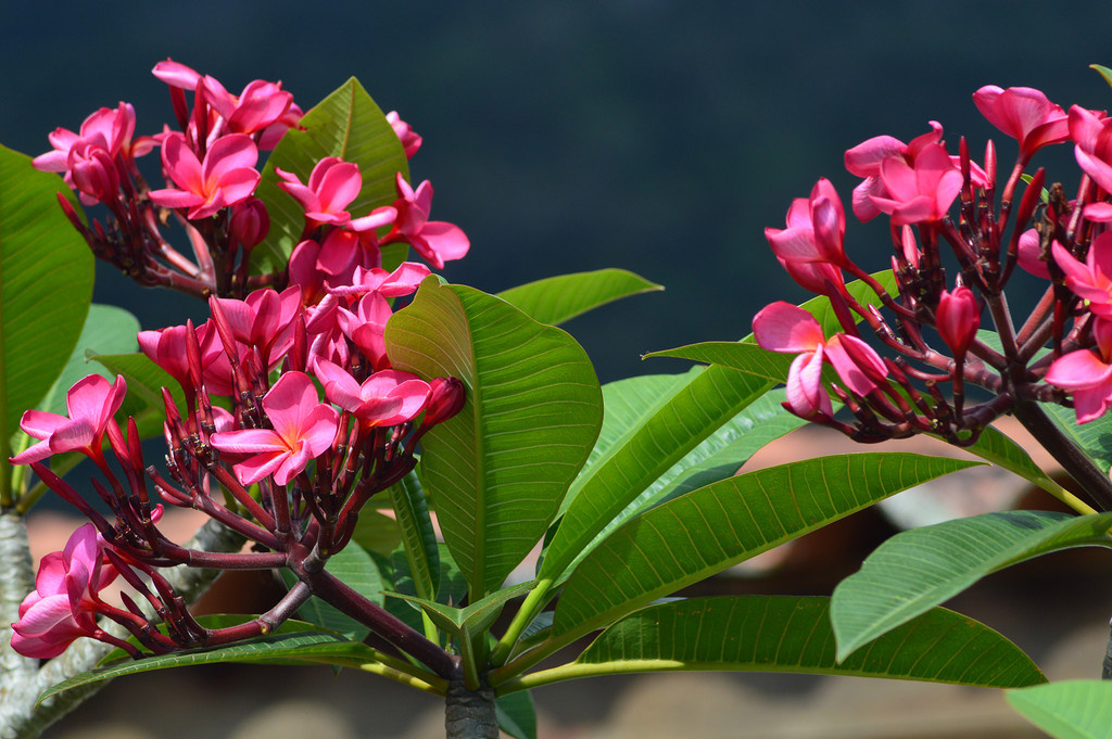 Источник Яндекс-дзен