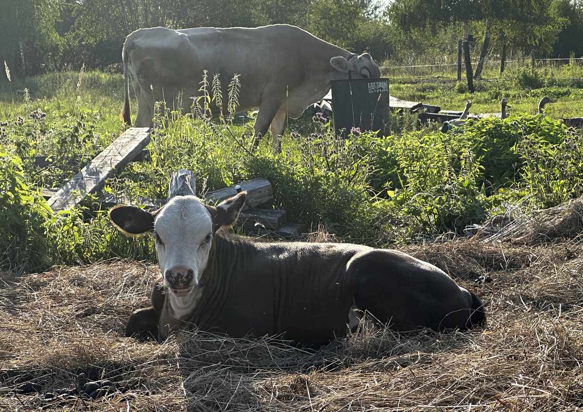    Поголовье коров сокращается, цены на говядину будут меняться