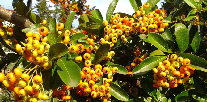 Вечнозеленый кустарник Пираканта, который не теряет декоративность даже зимой