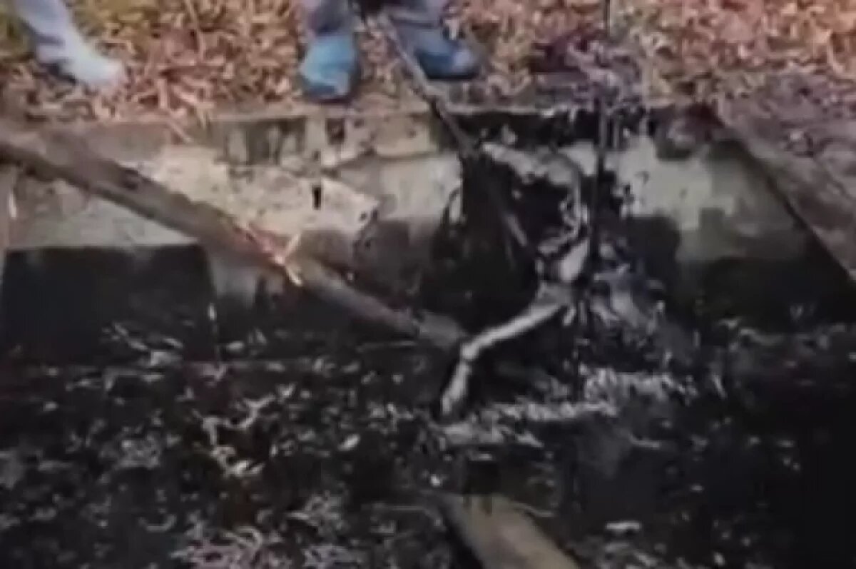    В Анапе спасли собаку, которая упала в яму с маслом