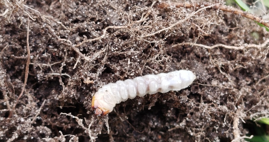 Где зимуют вредители сада и огорода и как им помешать