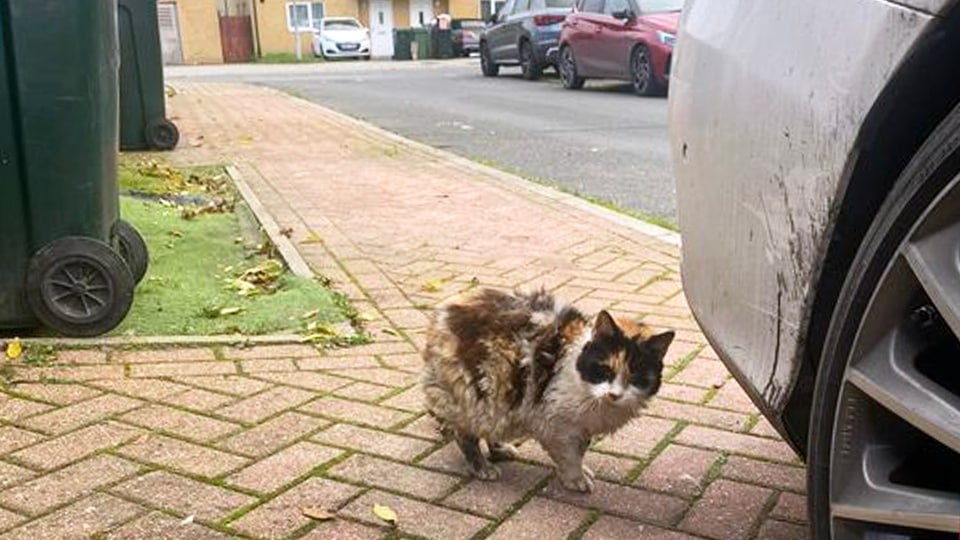 Фото: Facebook*/*Fluffy's* Lost and Found pets in Ashford Kent