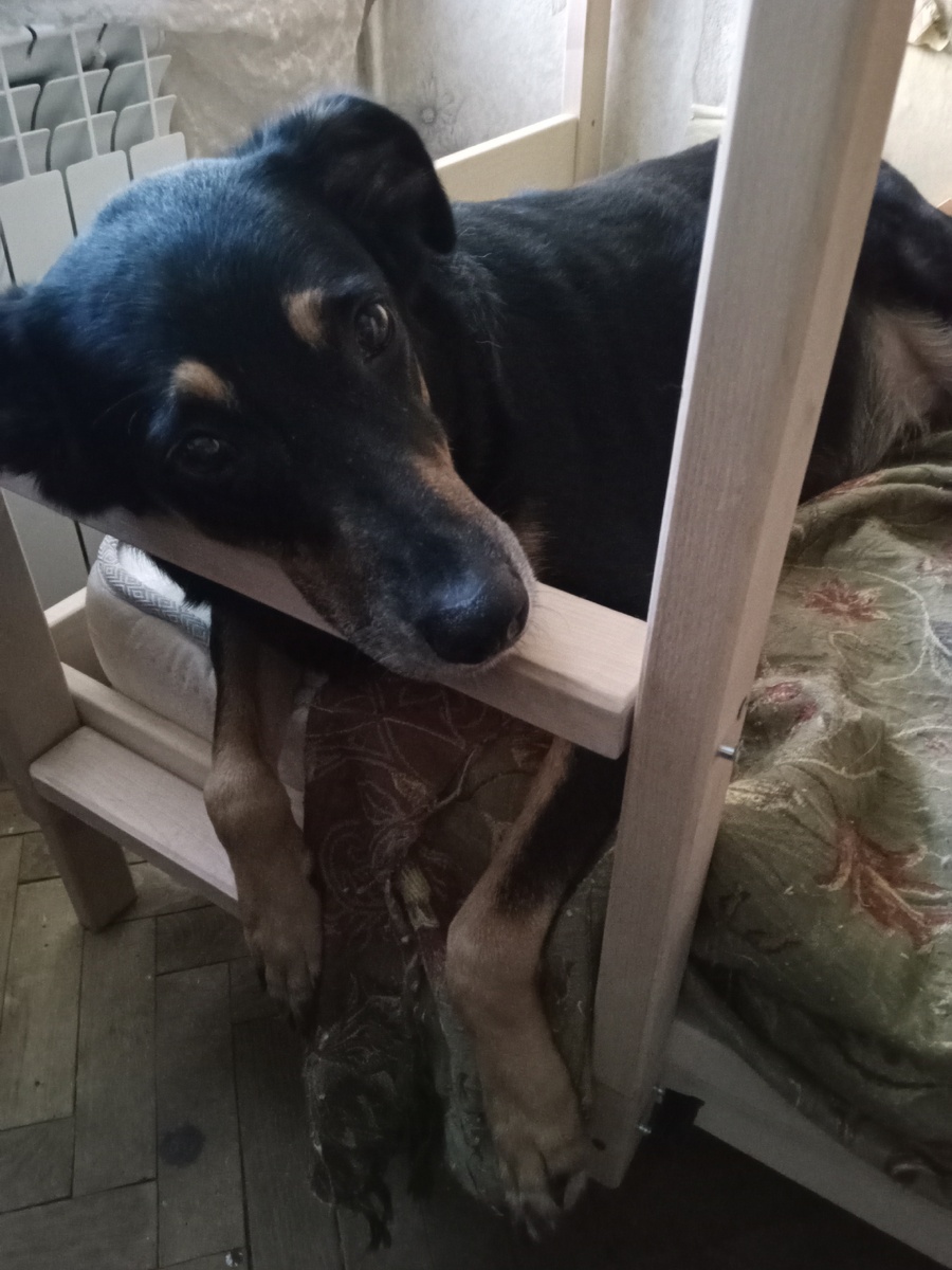 Фото автора. Ричи.