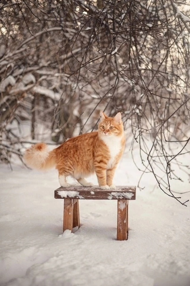 иллюстрация из яндекс картинки.