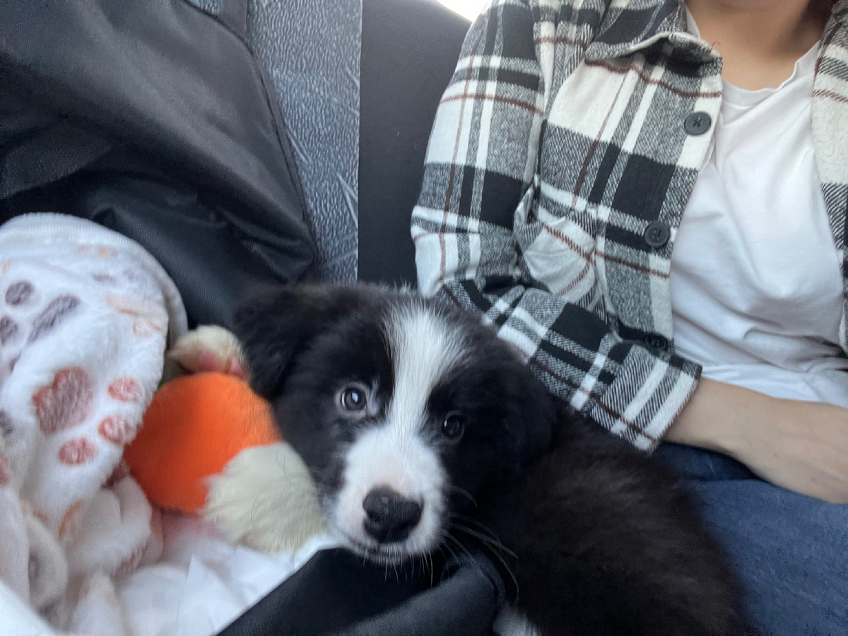 Обнимает новую игрушку