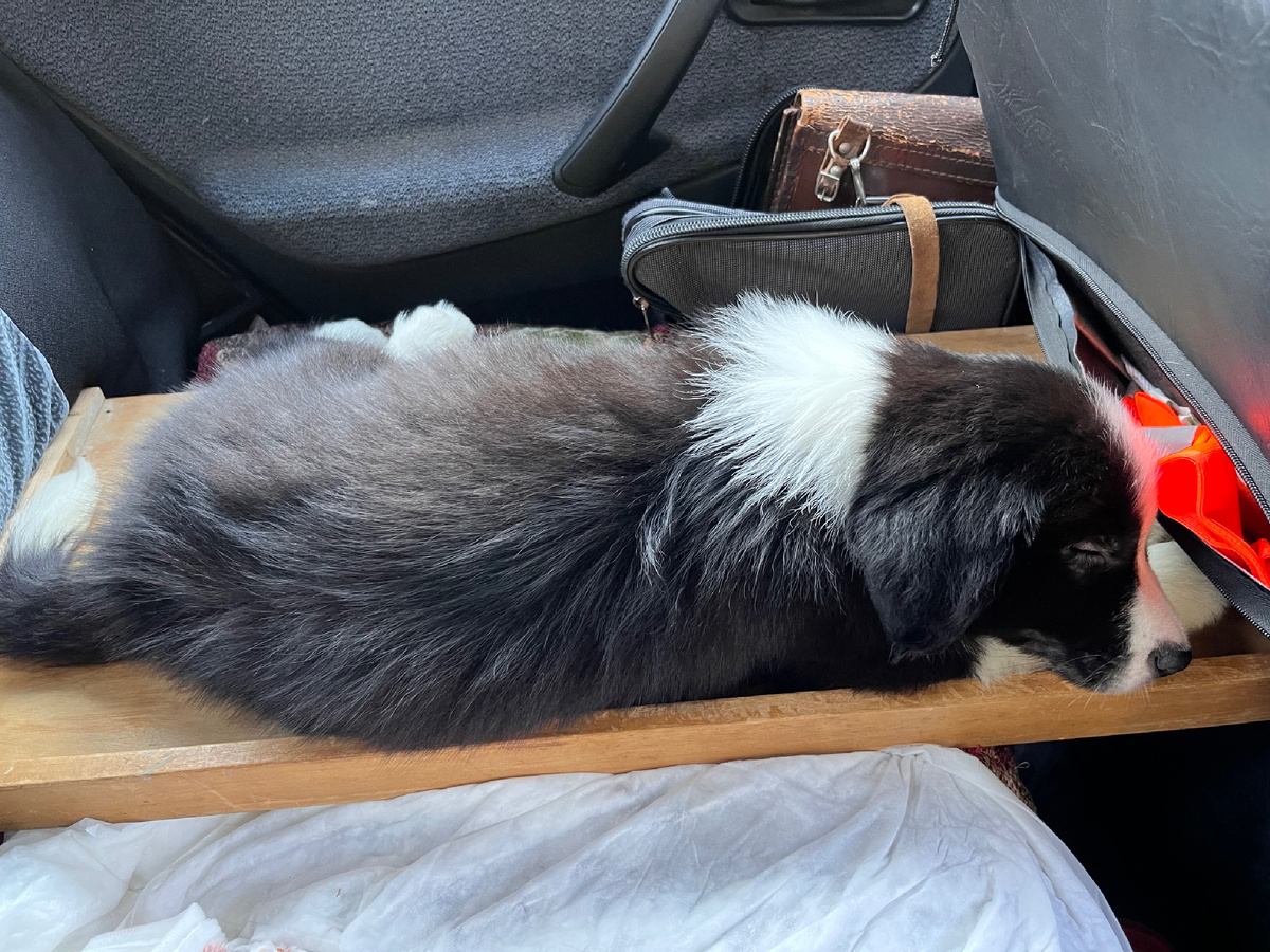 Спит в дороге