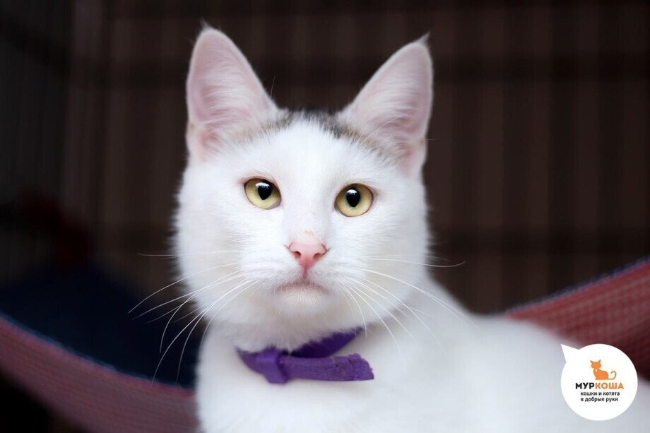 Фото предоставлено приютом «Муркоша»