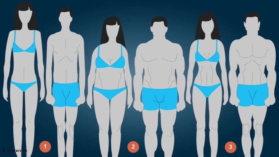 1. Эктоморф, 2. Эндоморф, 3. Мезоморф