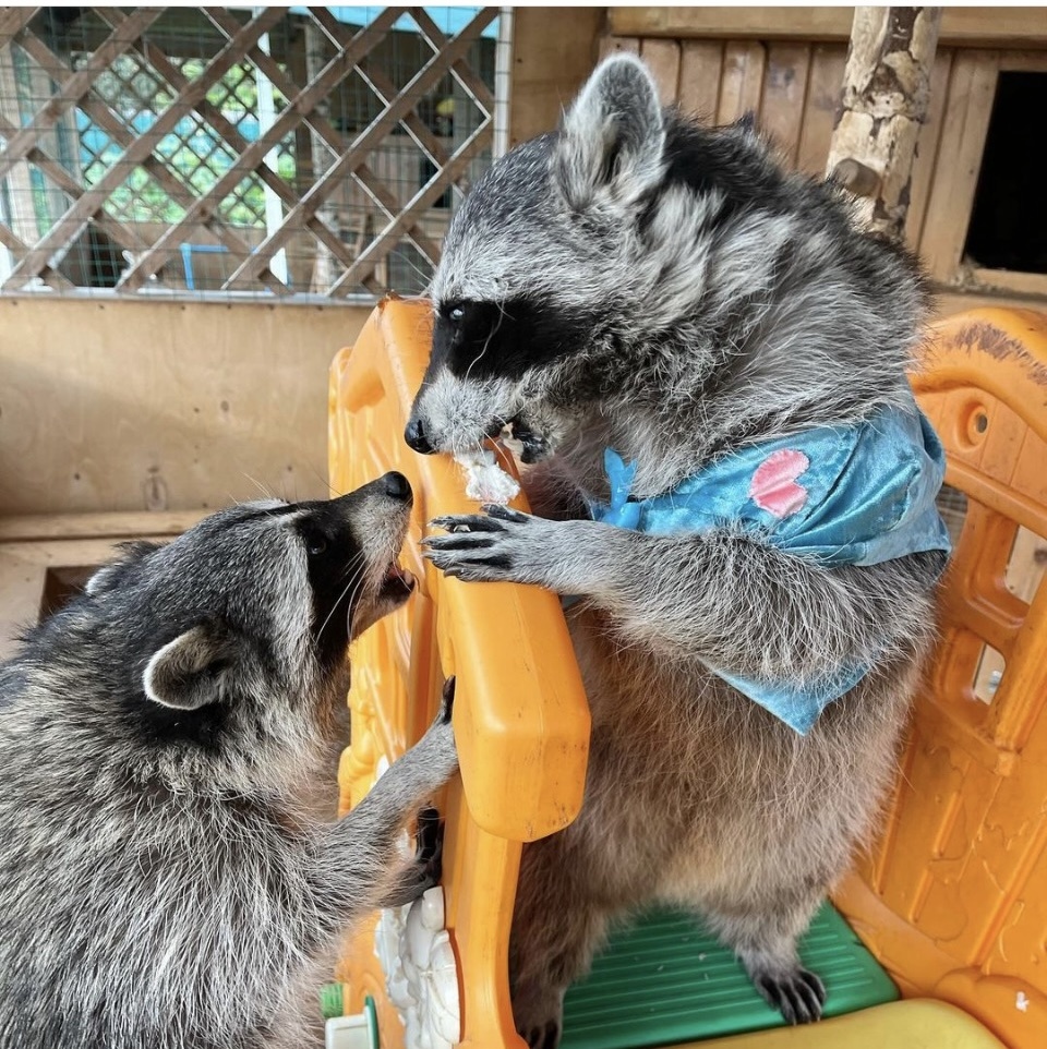 Еноты. Из личного архива 