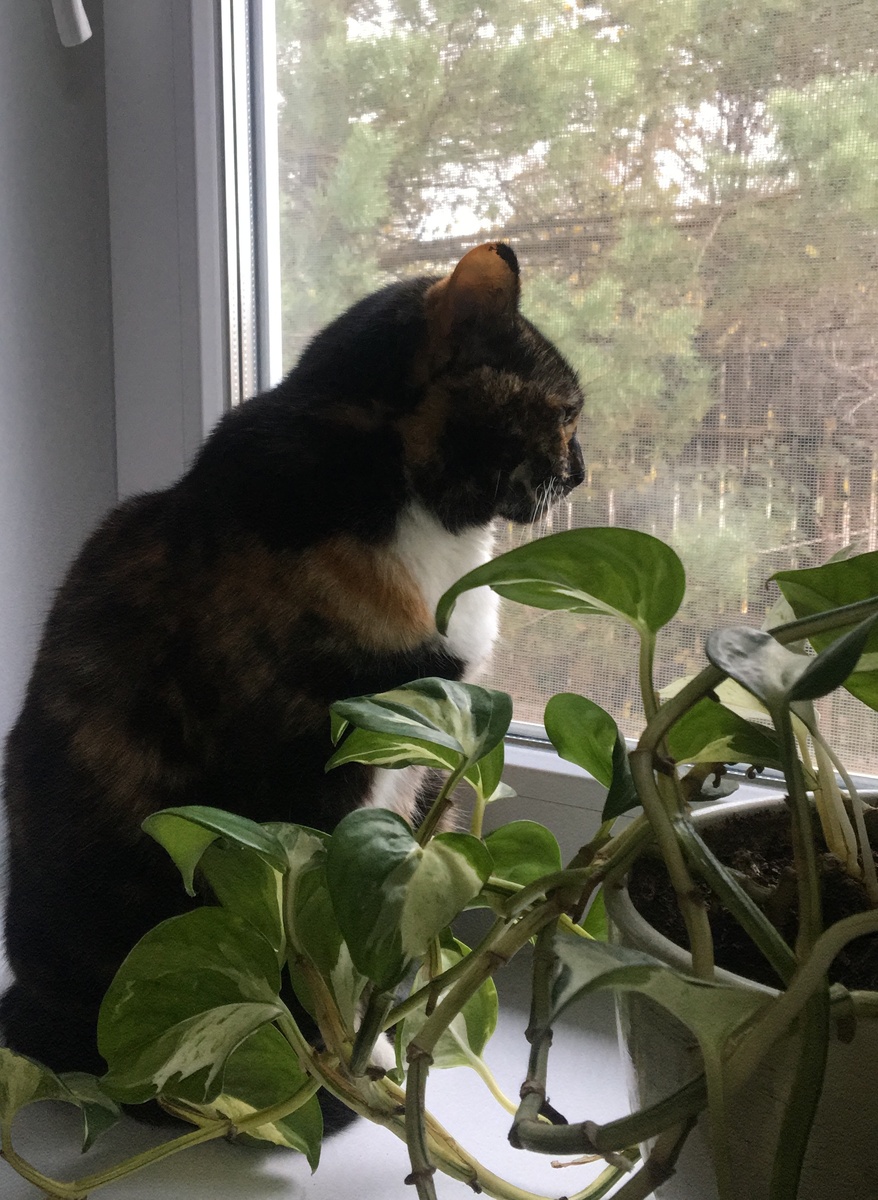 Василиса. Фото автора