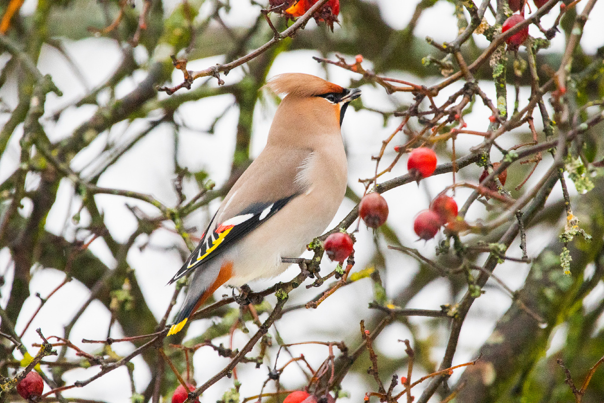 Свиристель