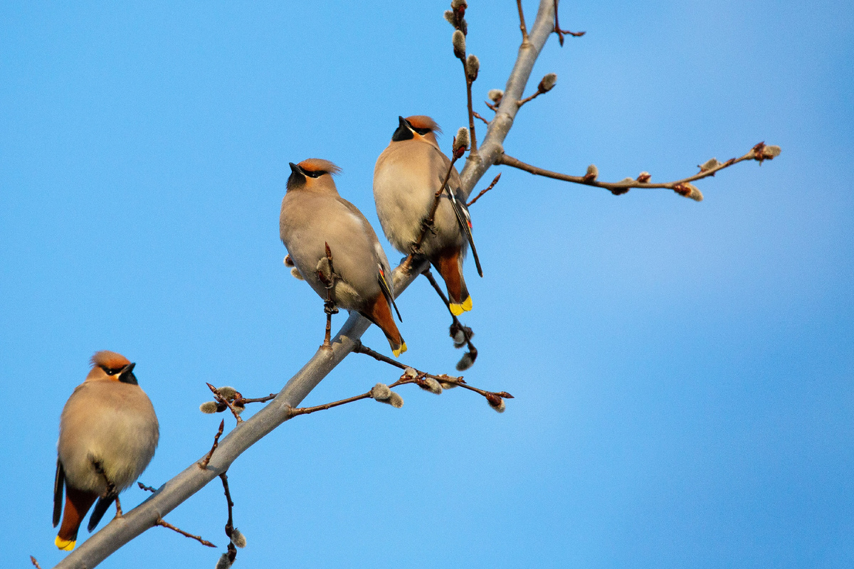 Свиристели