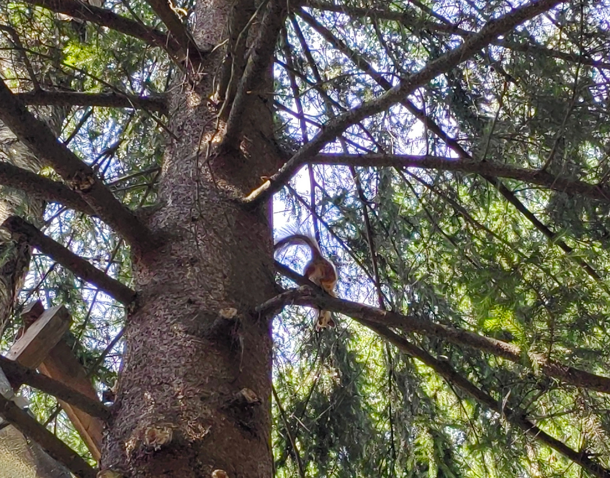 Беллчка на ёлочке. Удивлены все! 