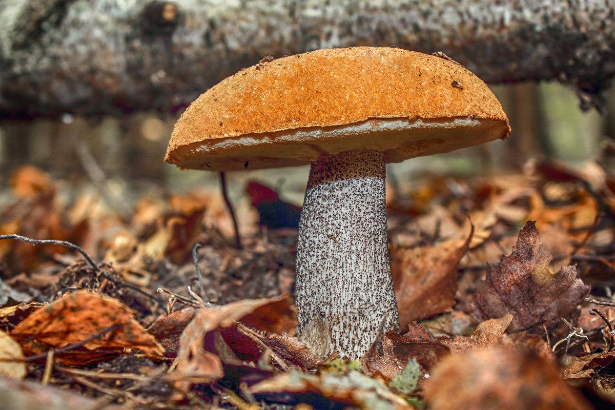 подосиновик