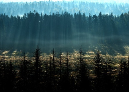    Глава Курчатовского института: Запад должен платить России за леса, которые поглощают углекислый газ