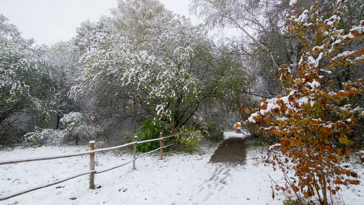 Дендропарк. Новосибирск. Фотография - www.openmainphoto.ru