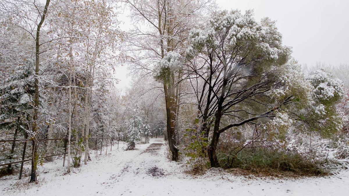 Дендропарк. Новосибирск. Фотография - www.openmainphoto.ru
