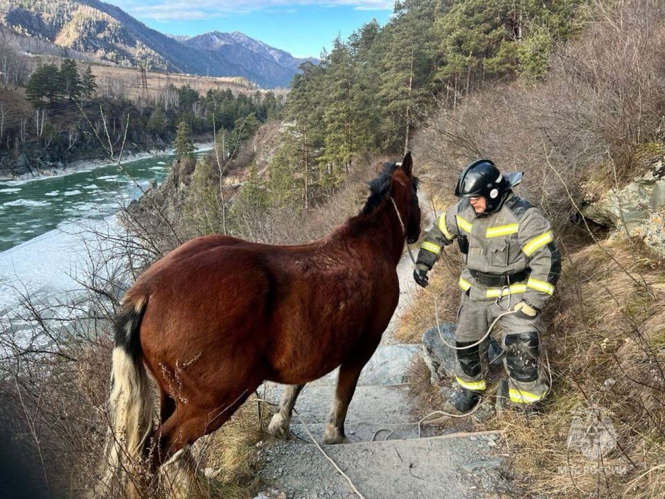    Спасение лошади. Источник: МЧС России