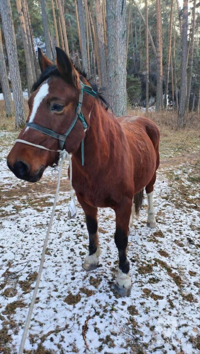    Спасение лошади. Источник: МЧС России